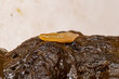Flea Tapeworm proglottid