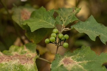 Sticker - flowering plant commonly known as jurubeba