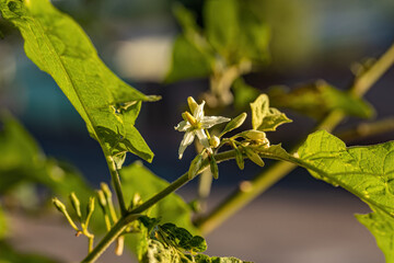 Poster - flowering plant known as jurubeba