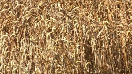 Wall Mural - Wheat Rye Field, Ears of wheat close up. Harvest and harvesting concept. Ripe barley on the field on late summer morning time, sunrise backlight, shallow depth of the field
