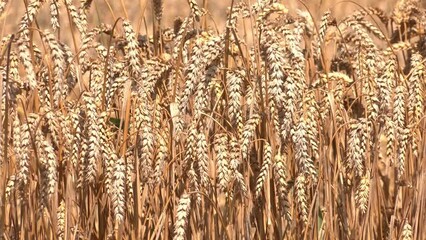 Wall Mural - golden spikelets of wheat in the field close up. Ripe large golden ears of wheat against the yellow background of the field. Close-up, nature. The idea of a rich summer harvest, farming
