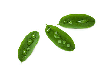 Wall Mural - Acacia leaves with water drops on a white background.