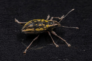 Poster - Adult Broad-nosed Weevil