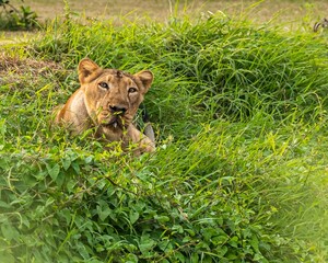 Poster - Lioness resting on grass in woods