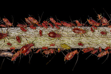 Wall Mural - Group of small red aphids