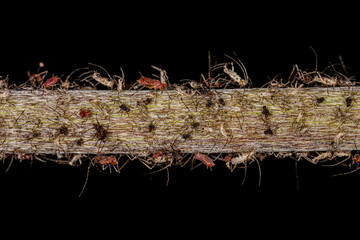 Wall Mural - Group of small red aphids