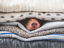 Lovable, Pretty Puppy Lies On A Pile Of Sweaters. Close Up, Indoors, Studio Photo. Day Light. Concept Of Care, Education, Obedience Training And Raising Pets