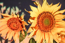 Bouquet Of Sunflowers Close-up At Sunset. Rainbow Lighting, Evening, Macro Photography. Summer Warm Photo, Wallpaper