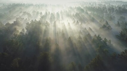 Fototapete - Flying over green foggy forest at sunrise. Marvelous view of flying over pine forest in the morning. There is magical fog all the way to the horizon. Aerial view