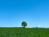 Fototapeta Tęcza - One tree of blue sky and fresh green