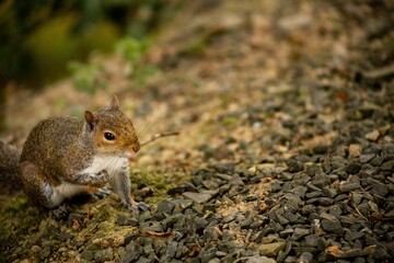 Sticker - Closeup of a cute furry eastern gray squirrel in the forest