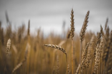 ears of wheat