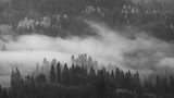 Fototapeta  - fog in the forest