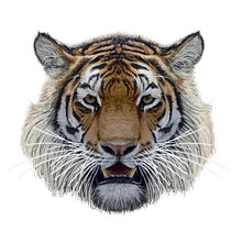 Tiger Head Hand Draw And Paint Color On White Background Vector