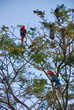 Arara-vermelha (Ara chloropterus) | Red-and-green Macaw