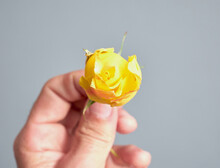 Hand Holding A Small Yellow Rose, Close Up