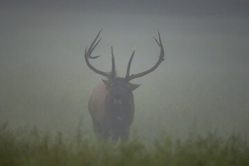 Canvas Print - Bull Elk With Clump Of Grass In Antlers Bugles In The Fog