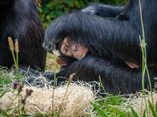 Chimpanzees (Pan Troglodytes) Playing In Green Grass