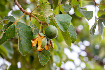 ripe pequi fruits (caryocar brasiliense) on the tree in the cerrado biome of brazil. wild fruit