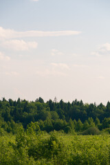 green forest and sky