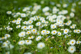 stokrotki na łące w promieniach słońca, daisies in the lawn