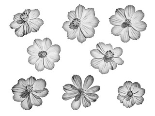 Wall Mural - set of flowers drawn with a pencil on a white background