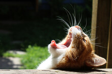 Cat Yawning In Profile