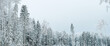 © shintartanya - Winter forest with snow,Christmas background.covered frost trees snowdrifts. Magical winter forest. Natural landscape travel outdoors, hiking,spending time outdoors,winter travel,christmas forest.