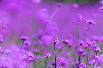 Wall Mural - Beautiful purple verbena flowers blooming in the garden.