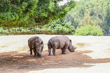 Wall Mural - White rhinoceroses in safari park