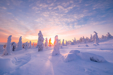 Wall Mural - winter landscape at sunset in Finnish Lapland