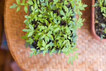 Sticker - seedling tomatoes in the ground, preliminary cultivation at home before planting in open ground	