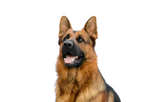 Portrait Of A German Shepherd Dog On White Background. Service Or Working Male Dog Isolated On White Background.