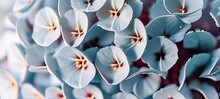 Close Up Of Blue Hydrangea Flowers