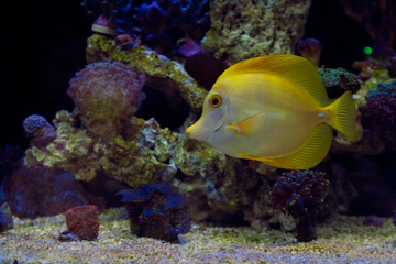  PHOTOGRAPHY, MARINE AQUARIUM TANK WITH CORALS AND WITH MARINE FISH