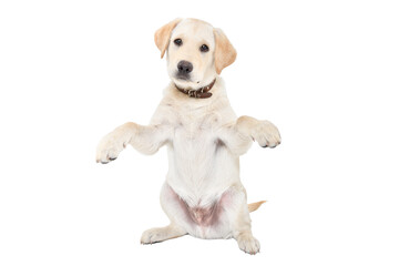 Wall Mural - Funny labrador puppy sitting isolated on white background