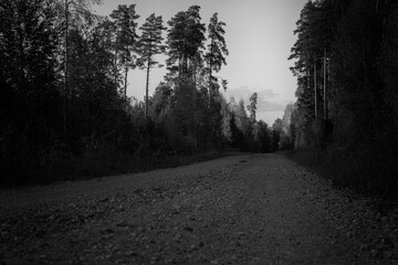 calm landscape of empty forest road in autumn time. Wonderful Latvian forest. Black and white monochrome