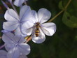 Female marmalade hover fly (Episyrphus balteatus) sitting on a pale blue plumbago flower