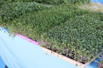 Canvas Print - trays of sprouts 