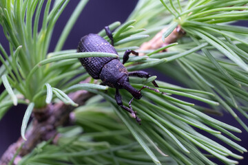 Poster - A black vine weevil, Otiorhynchus sulcatus, Family Curculionidae