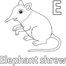 Elephant Shrew Alphabet ABC Isolated Coloring E