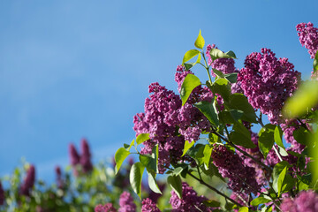 Sticker - Lilac blossoming branches , Selective focus, lilac on the sky background