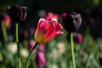 Sticker - Tulip. A pair of tulips in a gentle embrace. A spring blurring background with bright tulips vertically . Macro. Tulipa. Liliaceae Family. Copy space