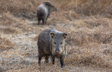 Wall Mural - Wild boar