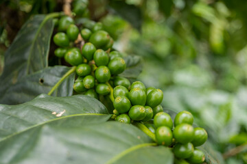 Close up photo of green coffee bean when spring season. The photo is suitable to use for nature background, content social media and fruit poster.