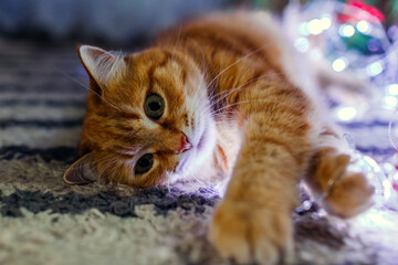 Wall Mural - Close up of ginger cat lying by Christmas tree playing with lights at home. Pet is having fun. New year winter holidays