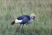 Closeup Of A Gray Crowned Crane Bird Walking On The Grass Blurred Background