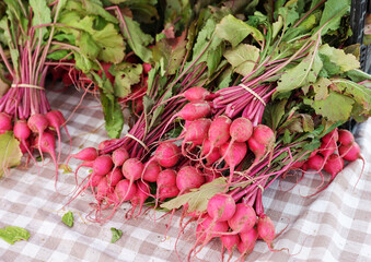 Sticker - bunches of radishes