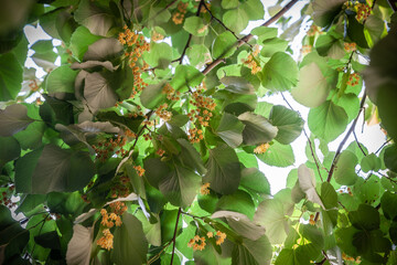 selective blur on tillia leaves on a linden tree during a sunny summer afternoon. tillia, or lime tr