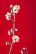 赤バックの白梅の枝と花